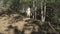 Mushrooming, woman picking mushrooms in the forest