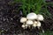 Mushrooms   604316