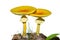 Mushrooms (Amanita caesareaoides) 4