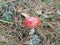 Mushrooms, amanita muscaria. Mount, moss and trees