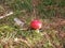 Mushrooms, amanita muscaria. Mount, moss and trees