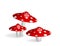 Mushrooms amanita. Poisinous toadstool