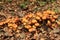 Mushrooms Armillaria