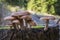 Mushrooms - Armillaria solidipes in a forest