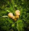 Mushrooms arranged in foliage