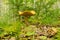 Mushrooms aspen