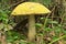 Mushrooms aspen