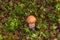 mushrooms aspen mushrooms in the autumn tundra forest