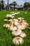 Mushrooms in Australia Umbrella mushrooms