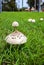 Mushrooms in Australia Umbrella mushrooms