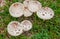 Mushrooms Australia Umbrella mushrooms