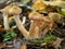 Mushrooms in the autumn forest