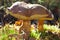 Mushrooms in the autumn forest