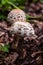 Mushrooms in the autumn forest. Cook, meal.