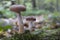 Mushrooms in autumn forest. Edible autumn honey mushrooms on a mossy birch tree trunk