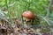 Mushrooms in the autumn forest growing in moss