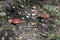 Mushrooms of the autumn forest. walk over rough terrain