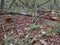 Mushrooms in autumn leaves and among broken branches. Forest.