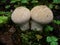 Mushrooms in the autumn northern forest. raincoat. Edible raincoat Lycoperdon perlatum. Young edible autumn mushroom Lycoperdo.