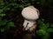 Mushrooms in the autumn northern forest. raincoat. Edible raincoat Lycoperdon perlatum. Young edible autumn mushroom Lycoperdo.