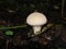 Mushrooms in the autumn northern forest. raincoat. Edible raincoat Lycoperdon perlatum. Young edible autumn mushroom Lycoperdo.