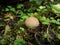 Mushrooms in the autumn northern forest. raincoat. Edible raincoat Lycoperdon perlatum. Young edible autumn mushroom Lycoperdo. ch