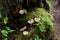 Mushrooms on Baranof Island  843313