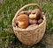 Mushrooms in basket