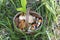 Mushrooms in a basket. Collecting edible mushrooms in the forest