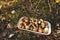 Mushrooms in basket in the forest. Birch bolete mushroom against a background of green grass. Fungus aspen mushroom. Edible brown