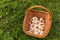 Mushrooms in a basket. Mushroom picking. Chlorophyllum rhacodes. Mushrooms in the grass in the meadow after the rain. Water drops