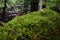 Mushrooms in a beautiful green and humid forest.