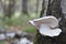 Mushrooms, birch polypore, growing on a tree trunk in the autumn forest
