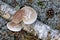 Mushrooms on the birch trunk