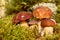 Mushrooms Bolete, fungus in the wild , Boletus