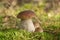 Mushrooms Bolete, fungus in the wild Boletus pinophilus