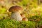 Mushrooms Bolete, fungus in the wild & x28;Boletus pinophilus& x29;
