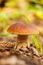 Mushrooms Bolete in the wild, Boletus pinophilus