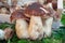 Mushrooms Boletus edible