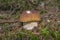 Mushrooms - Boletus edulis in a forest