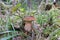 Mushrooms. Boletus in the forest