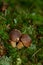 Mushrooms, boletus, Imleria badia, in green moss