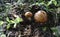 Mushrooms boletus , krasnoholovets , volnushki. in the basket , hardwood table