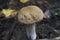 mushrooms boletus , krasnoholovets , volnushki. in the basket , hardwood table