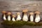 Mushrooms boletus on wooden background. Autumn mushrooms. Gourment food