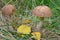 Mushrooms, brown cap boletus
