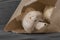 Mushrooms with a brown paper bag on a wooden background.  Environmentally friendly recycling packaging