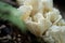 Mushrooms browning on a tree in the bush in Australia. Fungi in the Forrest in the blue mountains nsw