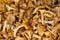 Mushrooms cantharellus cibarius