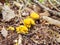 A mushrooms cantharellus cibarius commonly known as the chanterelle, golden chanterelle or girolle growing in the forest